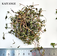 KAIYANGE Prix d'usine Feuilles de thym naturelles séchées Thym français Thymus Vulgaris L. Éclaircissant pour la peau Épices Assaisonnement Tisane