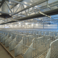 Conception et construction de nouvelle ferme porcine intelligente et moderne - Solutions personnalisées pour des installations porcines à grande échelle avec technologie intelligente