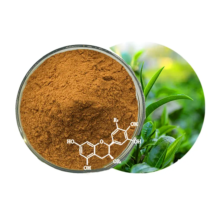 Green Tea 98% Tea Polyphenol Tea Leaf Extract Powder Potent Antioxidant Blend for Daily Wellness Support