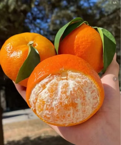 Oranges fraîches 10 kg, agrumes avec une durée de conservation d'un an, provenant du Jiangxi, Chine - Product Image 3