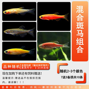 Peces cebra vivos de 1-3 cm, variedades coloridas para acuario. - Product Image 5