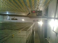 Chauffage infrarouge électrique pour poulets de ferme, couveuse pour poussins, chauffage infrarouge électrique pour volailles, couveuse pour cailles, lampe chauffante infrarouge électrique