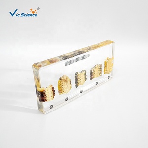 Échantillons d'enseignement biologique et génétique pour la vérification du principe de ségrégation génétique du maïs - Product Image 3