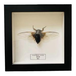 स्कूल शैक्षिक शिक्षण ने स्वागत उपहार के लिए फ्रेम के साथ वास्तविक बिच्छू नमूने का उपयोग किया - Product Image 4