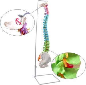 Medizinisches menschliches Wirbelsäulen modell Lehr anatomie modell Wirbelsäulen farbenes flexibles anatomisches Modell mit Wirbel nerven arterien Becken - Product Image 2