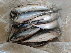 حبار مجمد من جنوب المحيط الهادئ 500-700 جرام كامل الحجم بمعايير تجارية - Product Image 2