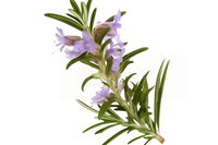 Extrait de plante d'herbe naturelle, extrait de feuille de romarin, 20% d'acide carnosique, antioxydant naturel, matière première en poudre, qualité alimentaire