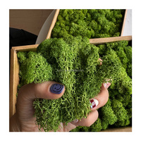 500 grammes Décoration murale pour la maison, décoration colorée, type de plante en herbe préservée, lichen et mousse de renne