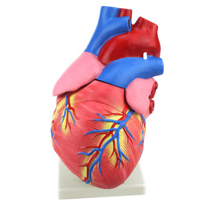 Modèle de cœur, anatomie humaine, démonstration pédagogique médicale, biologie des organes, outil pédagogique médical - Product Image 2