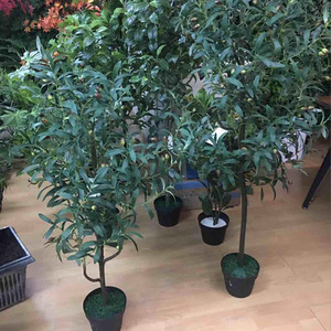 Árbol de oliva blanco artificial de tamaño pequeño para el hogar, a <span class=keywords><strong>precio</strong></span> barato para decoración de interior - Product Image 5