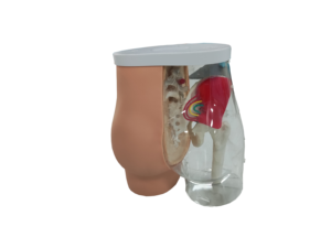 Modèle d'<span class=keywords><strong>injection</strong></span> <span class=keywords><strong>intramusculaire</strong></span> en PVC pour les fesses, mannequin de sciences médicales pour la formation des infirmières - Product Image 4