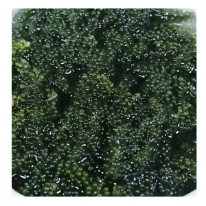 องุ่นทะเลสีเขียว Caulerpa lentillifera ผักทะเลแห้งผลิตภัณฑ์สาหร่ายอบแห้งอายุการเก็บรักษานานมอสทะเลส่งออก - Product Image 1