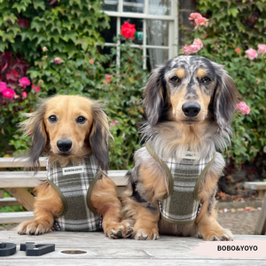 <span class=keywords><strong>Harness</strong></span> Leher Hewan Peliharaan Kucing Anjing 2026, Ramah Lingkungan, Bahan Polyester Bernapas, Mewah, Logo Kustom, Personal, Tanpa Tarik, Dapat Disesuaikan - Product Image 6