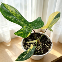 Plantes d'intérieur haut de gamme Philodendron variegaté pour une décoration moderne de table