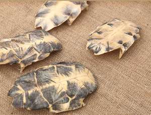 Plastrón de Tortuga Seco Entero Natural Gui Ban para Hierbas, Adelgazamiento, Té Saludable a Granel - Product Image 3