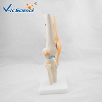 Anatomie de l'articulation du genou grandeur nature articulation articulacion rodilla modèle