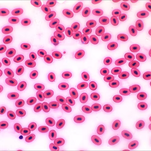 <span class=keywords><strong>Microscope</strong></span> fluorescent trinoculaire LED <span class=keywords><strong>de</strong></span> haute qualité BestScoep BS-2047FT pour laboratoire, meilleur <span class=keywords><strong>prix</strong></span> - Product Image 4