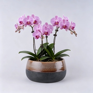 <span class=keywords><strong>Pot</strong></span> à bonsaï intérieur/extérieur à finition émaillée foncée et <span class=keywords><strong>pot</strong></span> à bougies <span class=keywords><strong>pot</strong></span> de fleurs rond et <span class=keywords><strong>plat</strong></span> pour la maison et le jardin - Product Image 1