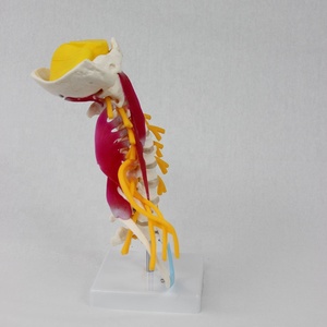 Modelo de columna <span class=keywords><strong>Cervical</strong></span> avanzada humana, modelo de vértebra <span class=keywords><strong>Cervical</strong></span>, uso de enseñanza de esqueleto humano en enseñanza universitaria médica - Product Image 5