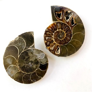 ร้อนขายธรรมชาติแยกหอยสังข์ Ammonite เปลือกฟอสซิลชิ้นสำหรับตกแต่งคอลเลกชัน - Product Image 3
