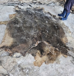 Peaux de vache et de buffle salées humides de grande taille, sélectionnées à la main, écorchées à la machine, peaux brutes pour le tannage professionnel du cuir - Product Image 3