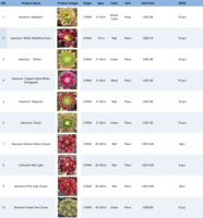 Assortiment de Plantes Succulentes Aeonium – Kit d'Arrangement DIY pour Aménagement Paysager – Ornement de Feuillage Coloré – Fournitures d'Aeonium Varié