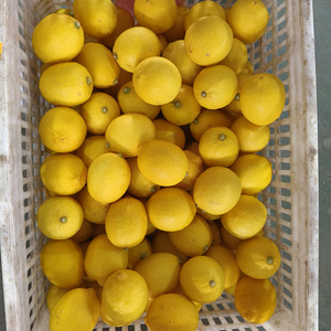 Jus de fruits biologiques Vitamine C de haute qualité Collations saines Ingrédients de cuisine Vente en gros de citron frais - Product Image 4