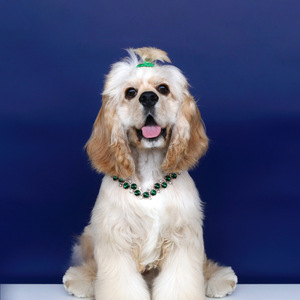 Collar de Perlas Sólidas Personalizado para Mascotas con Diamantes de Imitación Estilo Princesa para Bodas, Cumpleaños, Festival de Primavera, Fotografía - Product Image 2