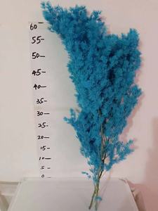 80g all'ingrosso fiori conservati asparagi myrioeladus decorazioni per la tavola di casa conservato felce Ming - Product Image 6
