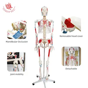 FRT003 tıbbi öğretim gösteri iskelet modeli ayrılabilir montaj İnsan anatomisi kemik modeli PVC malzeme iskelet modeli