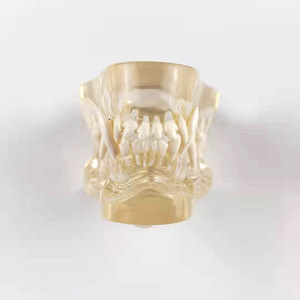 Modelo transparente de dientes de perro, molde educativo dental canino para entrenamiento veterinario y estudio de cuidado bucal - Product Image 4