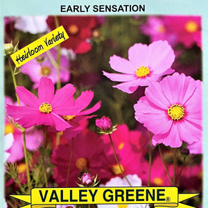 Set di 50 Bustine di Semi di Fiori Annuali Cosmos Early Sensation Biologici per Creare <span class=keywords><strong>il</strong></span> Tuo Giardino da Sogno per Uso a Terra - Product Image 2