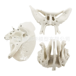 Modelo esquelético ampliado del hueso temporal, hueso esfenoidal y hueso etmoidal; modelo de anatomía esquelética humana; modelo médico ortopédico - Product Image 1
