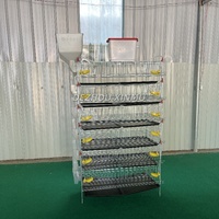 Cages d'élevage de cailles de type H à 6 étages, 1,2 m de long, poulailler pour cailles aux États-Unis