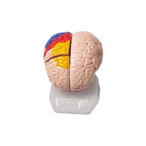 50106.11 1/2 kích thước tự nhiên 32 phần 4D cơ quan giải phẫu mô hình não sọ - Product Image 4