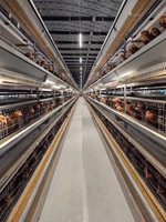 Cages à poules pondeuses automatiques de type H au design moderne pour fermes avicoles