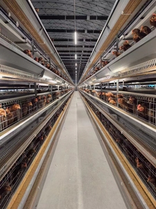 <span class=keywords><strong>Cages</strong></span> à poules pondeuses automatiques de type H au design moderne pour fermes avicoles - Product Image 5