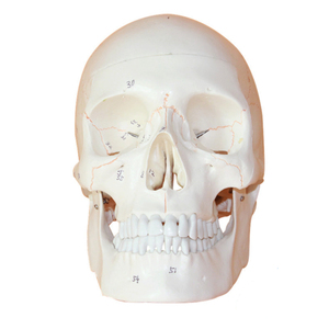 Modelo de cráneo humano real con identificación digital y <span class=keywords><strong>sutura</strong></span> ósea Modelo de Anatomía de cráneo desmontable Material didáctico - Product Image 2