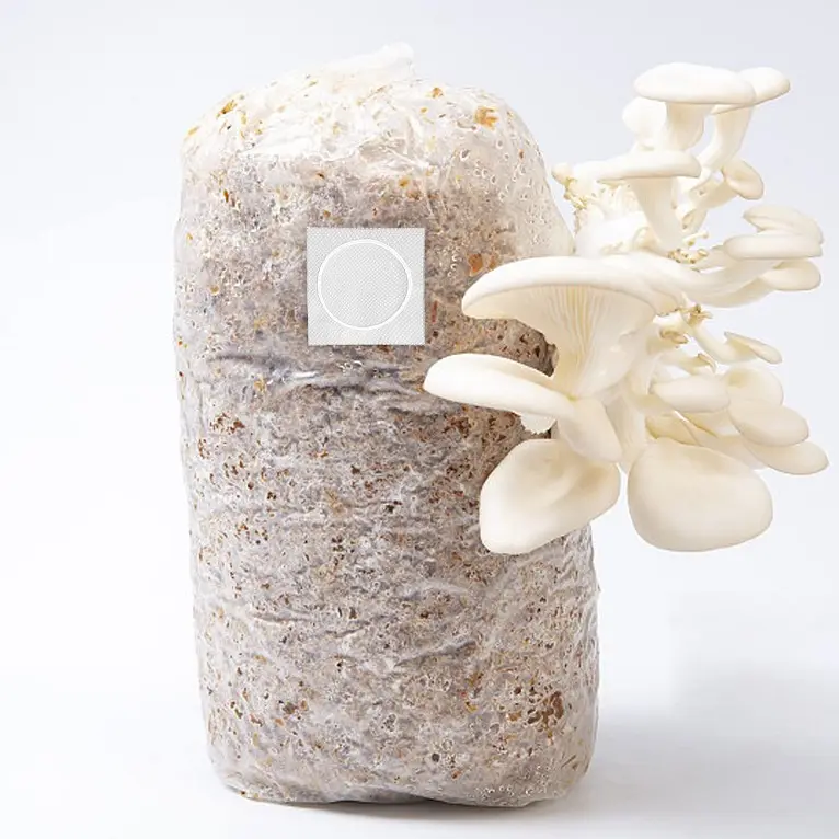 Grande ostra autoclave cogumelo Spawn crescer sacos com injeção Porto filtro