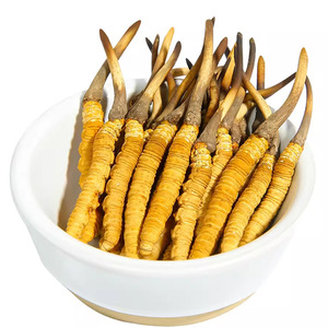Dong chong xia cao O melhor Cogumelo Cordyceps Sinensis Fresco Tibetano selvagem Natural Cordyceps Sinensis Fresco - Product Image 3