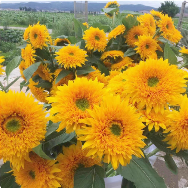 ตุ๊กตาหมีดอกทานตะวัน