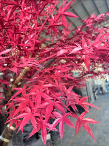 Roter gelber großer künstlicher Ahorn baum große Bäume Innen-und Außen dekoration für Innen-und Außen dekor - Product Image 5