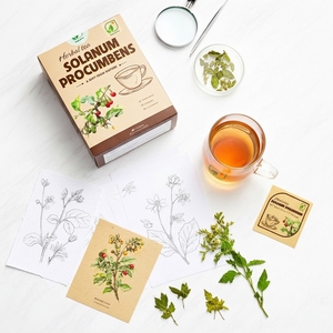NMPT Brand Solanum Procumbens Herbal <b>Tea</b> Vietnam <b>Tea</b> Bags Ca Gai Leo Herbal <b>Infusion</b> ODM Service for Global Buyers - Product Image 1