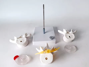 SCIEDU 3 vertebra cakram Lumbar manusia Model anatomi manusia herniasi tulang belakang vertebra dapat dilepas untuk Chiropractor - Product Image 5