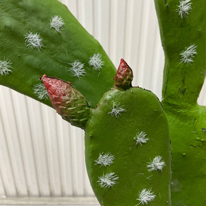 I189 Nhân Tạo Cây Xương Rồng Nhựa Materia Cây Xương Rồng Với Trái Cây Nhỏ Hoa Sa Mạc Cảnh Quan Cây Nhân Tạo - Product Image 4