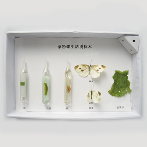 Especímenes de Historia Vida del Mariposa Blanca del Repollo, Equipo Didáctico, Suministro Directo de Fábrica, Especímenes de Insectos, Para Niños - Product Image 3