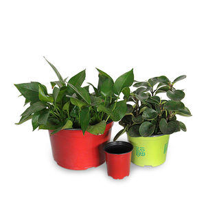 Macetas de planta de flores de plástico de color profundo a granel para vivero de jardín - Product Image 3