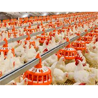 Gallinero Automático para 10000 Pollos