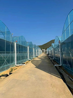 Serre agricole personnalisée de grande taille à bas prix Serre hydroponique à film plastique multi-span à vendre