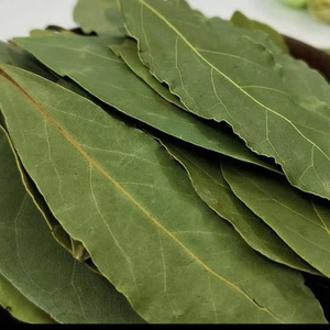 Daun Salam Kering Premium Grosir Daun Salam Utuh Rempah Alami Pasokan Pabrik